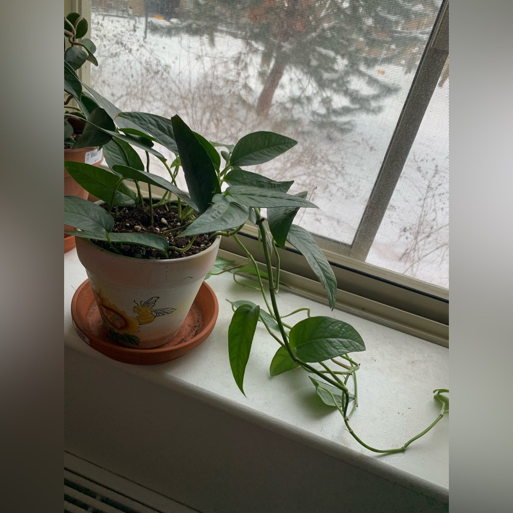 Cebu Blue Pothos